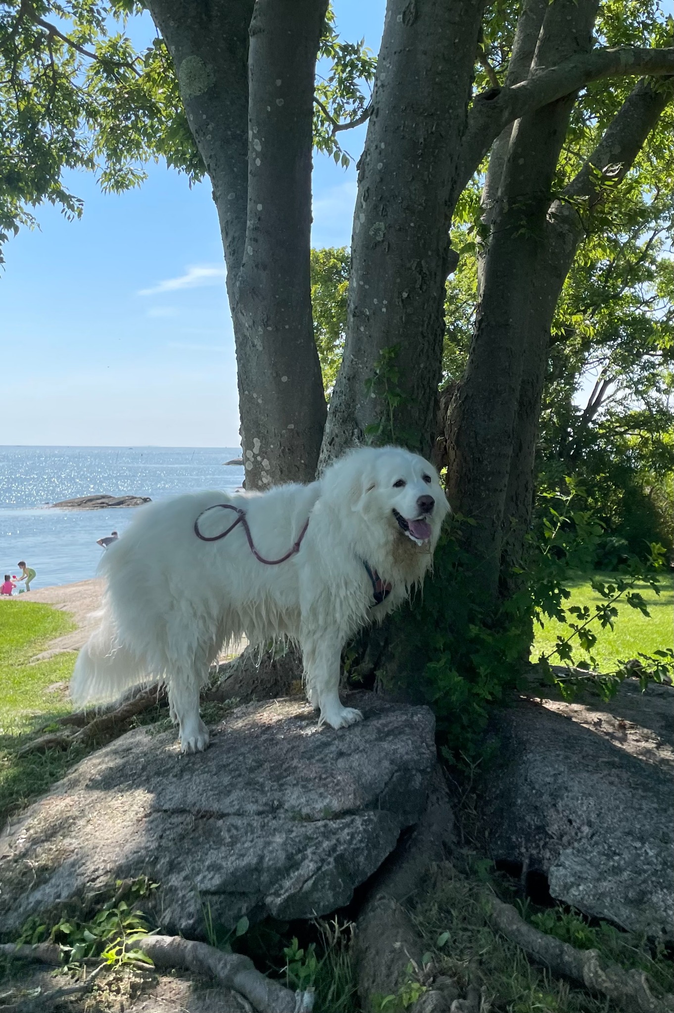 Bleu overlooking the Connecticut shoreline